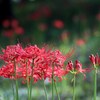華灯り