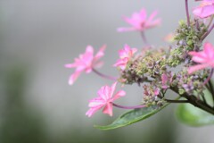 梅雨の合間に