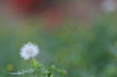 野の花①