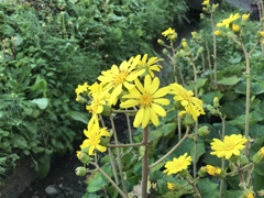 ツワブキの花