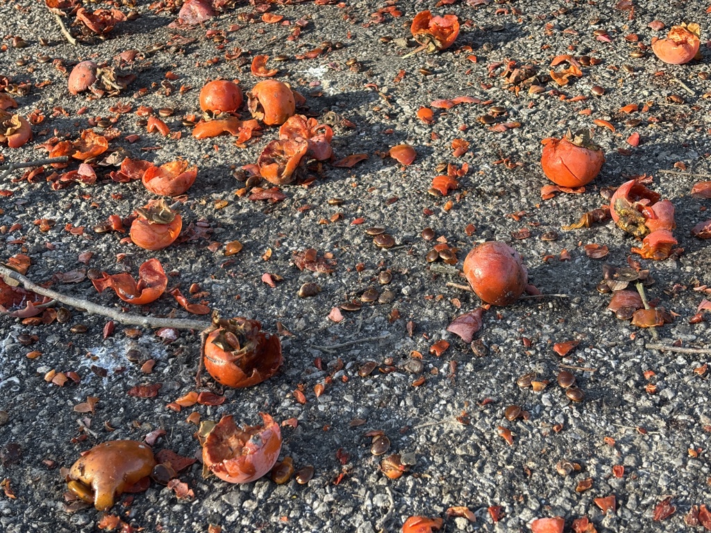 鳥さんの餌になりました