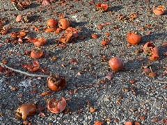 鳥さんの餌になりました