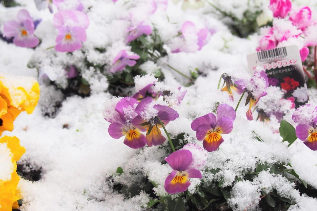 雪とお花