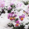 雪とお花