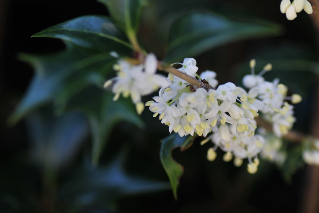 柊の花？