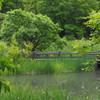 新緑の池