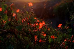 小さな野の花