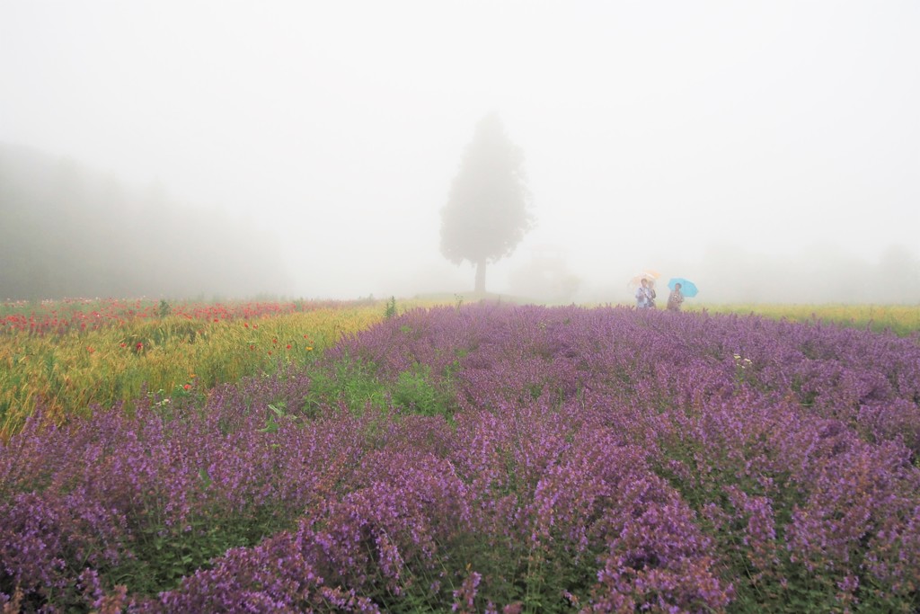霧中のお花畑