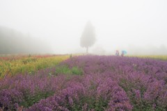 霧中のお花畑