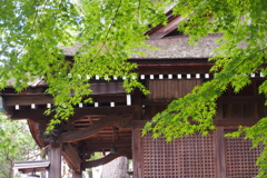 蒼モミジの神社