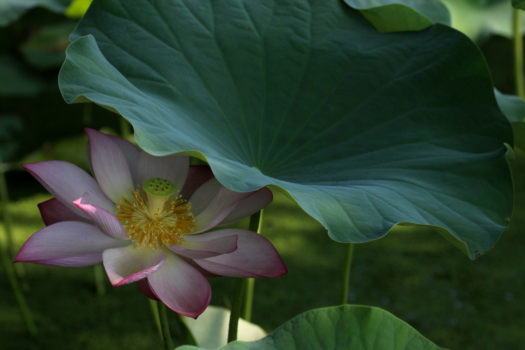 花たちの避暑②