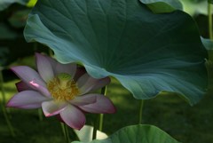 花たちの避暑②