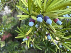 イヌマキの実