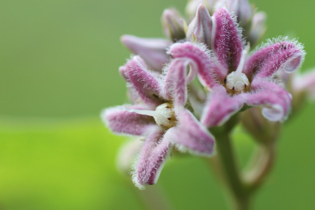 うぶ毛だらけ①