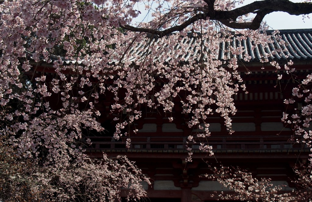 秀吉公も愛でた桜