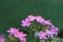 雨上がりの紫陽花