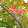 紅葉の季節