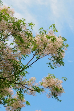 栴檀の花咲く