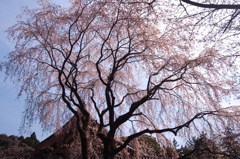 京都・桜