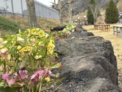 クリスマスローズの花壇