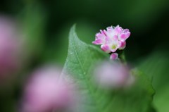 野に咲く可愛い花