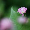 野に咲く可愛い花