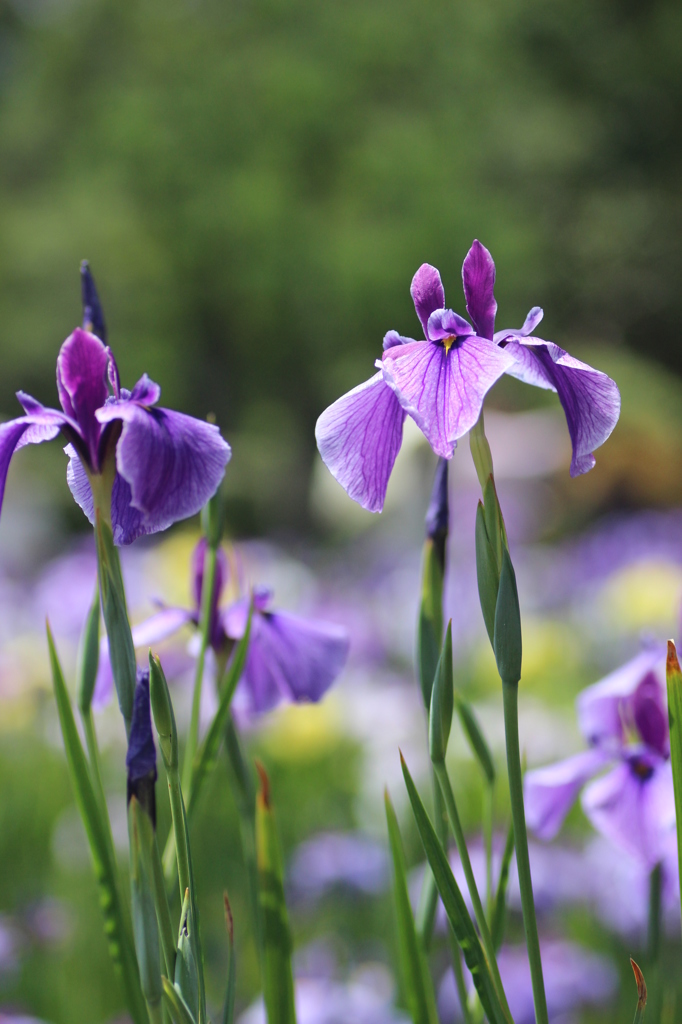 6月といえば By 楓花 Id 写真共有サイト Photohito