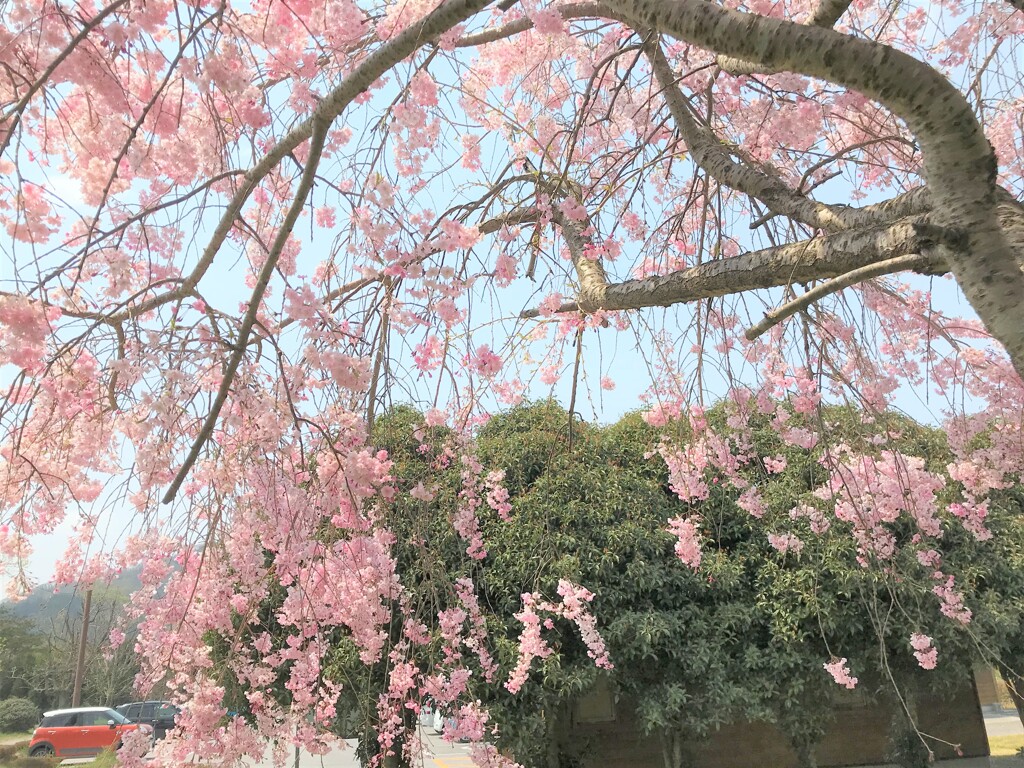 近くの公園