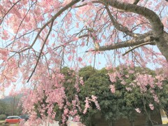 近くの公園
