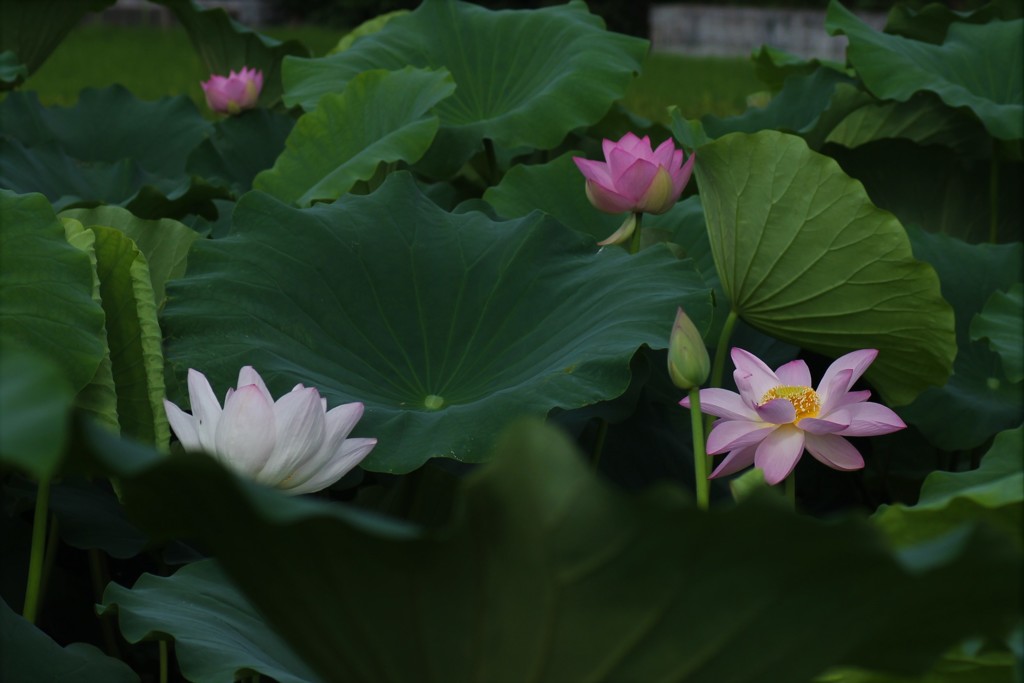 蓮田の朝