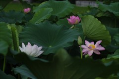 蓮田の朝