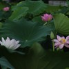 蓮田の朝