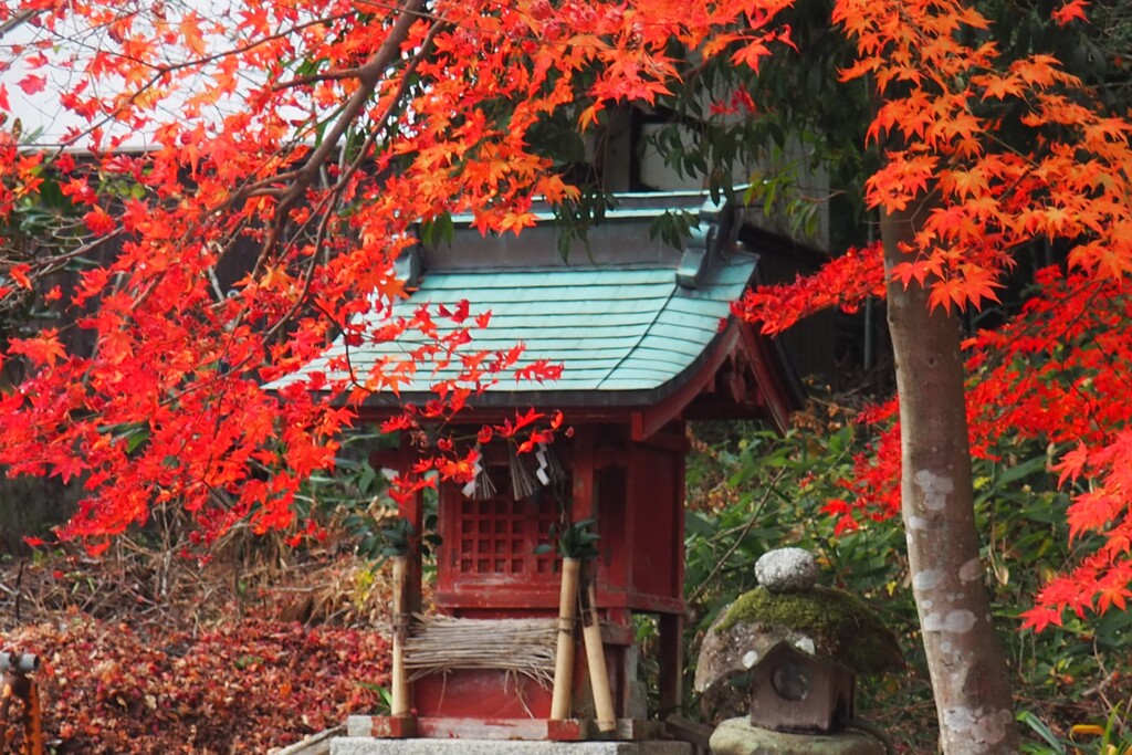 紅葉越しに