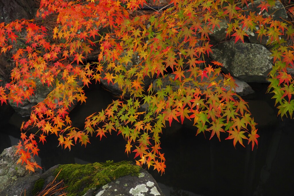 彩り