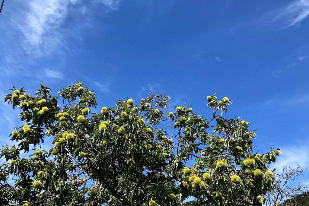 大きな栗の木