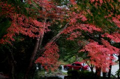 赤い車と紅葉