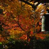紅葉の寺院