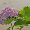 7月のアジサイ