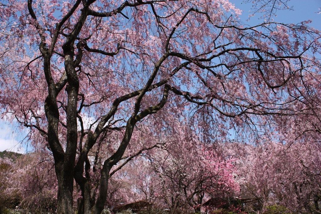 桜の園