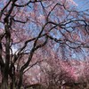 桜の園