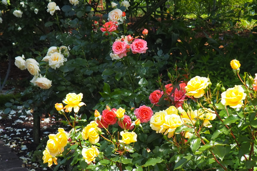 5月の薔薇