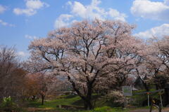 郷の桜