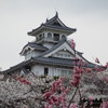 桜咲く長浜城