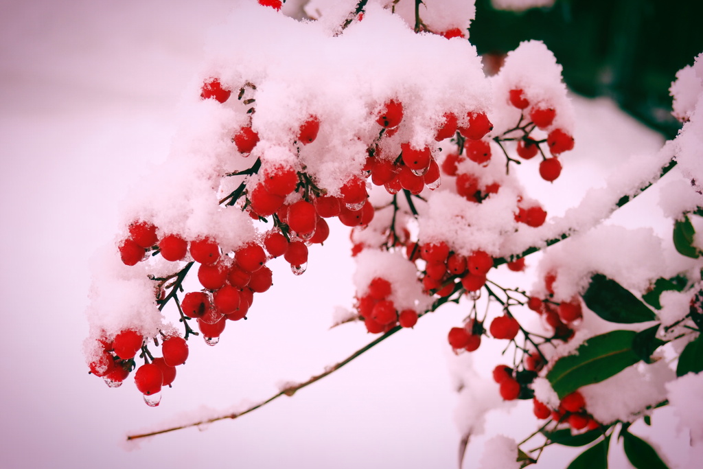 雪と南天