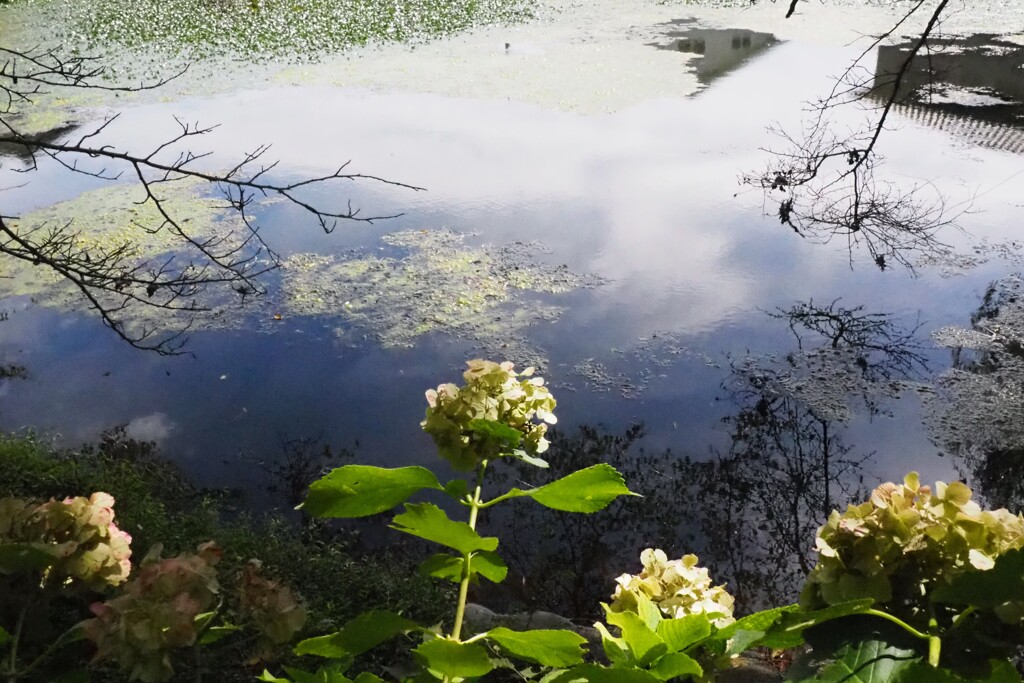 秋色紫陽花と池②