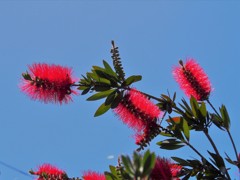 ブラシの花