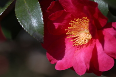 ここにも山茶花