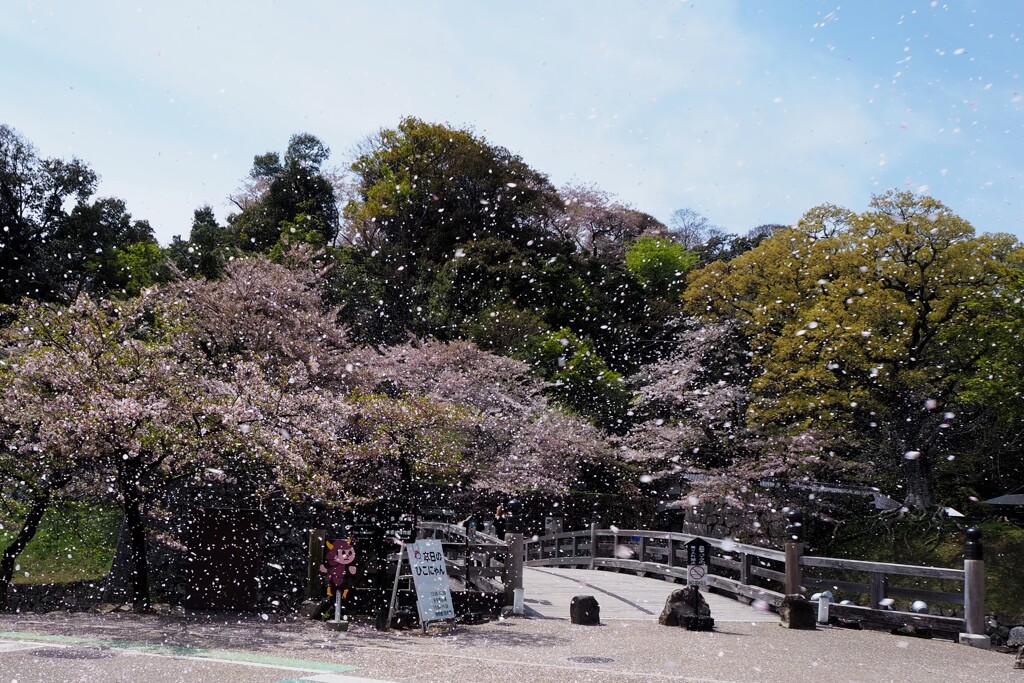 桜吹雪