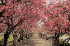 参道の桜