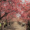 参道の桜